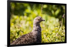 Glacier National Park, Montana. Ptarmigan-Yitzi Kessock-Framed Photographic Print