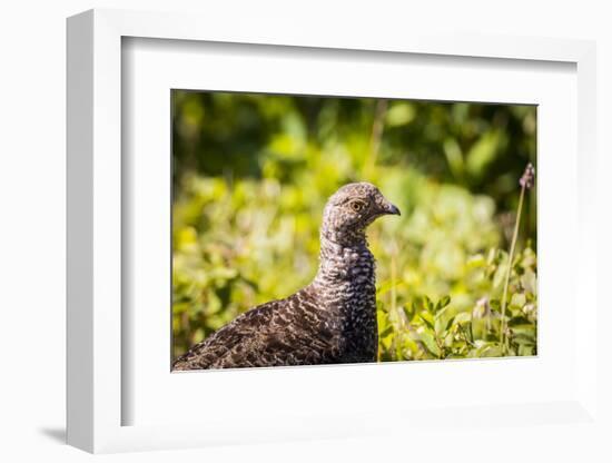 Glacier National Park, Montana. Ptarmigan-Yitzi Kessock-Framed Photographic Print