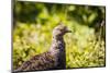 Glacier National Park, Montana. Ptarmigan-Yitzi Kessock-Mounted Photographic Print