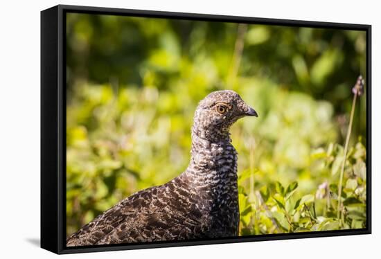 Glacier National Park, Montana. Ptarmigan-Yitzi Kessock-Framed Stretched Canvas