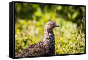 Glacier National Park, Montana. Ptarmigan-Yitzi Kessock-Framed Stretched Canvas