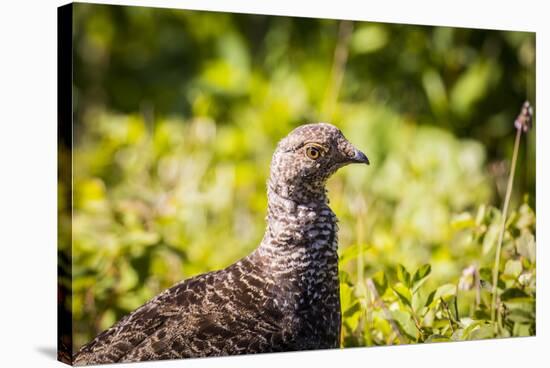 Glacier National Park, Montana. Ptarmigan-Yitzi Kessock-Stretched Canvas