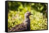 Glacier National Park, Montana. Ptarmigan-Yitzi Kessock-Framed Stretched Canvas