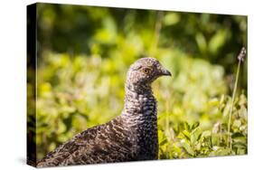 Glacier National Park, Montana. Ptarmigan-Yitzi Kessock-Stretched Canvas