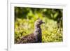 Glacier National Park, Montana. Ptarmigan-Yitzi Kessock-Framed Premium Photographic Print