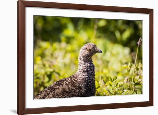 Glacier National Park, Montana. Ptarmigan-Yitzi Kessock-Framed Premium Photographic Print