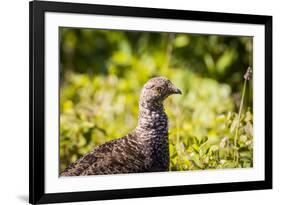 Glacier National Park, Montana. Ptarmigan-Yitzi Kessock-Framed Premium Photographic Print