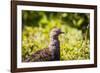 Glacier National Park, Montana. Ptarmigan-Yitzi Kessock-Framed Photographic Print