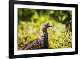 Glacier National Park, Montana. Ptarmigan-Yitzi Kessock-Framed Photographic Print