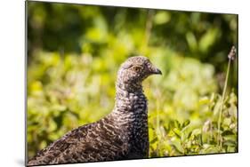 Glacier National Park, Montana. Ptarmigan-Yitzi Kessock-Mounted Photographic Print