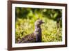 Glacier National Park, Montana. Ptarmigan-Yitzi Kessock-Framed Photographic Print