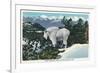 Glacier National Park, Montana, View of a Rocky Mountain Goat-Lantern Press-Framed Premium Giclee Print