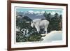 Glacier National Park, Montana, View of a Rocky Mountain Goat-Lantern Press-Framed Premium Giclee Print
