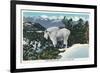 Glacier National Park, Montana, View of a Rocky Mountain Goat-Lantern Press-Framed Premium Giclee Print