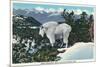 Glacier National Park, Montana, View of a Rocky Mountain Goat-Lantern Press-Mounted Premium Giclee Print