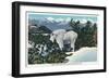 Glacier National Park, Montana, View of a Rocky Mountain Goat-Lantern Press-Framed Art Print