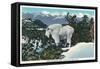 Glacier National Park, Montana, View of a Rocky Mountain Goat-Lantern Press-Framed Stretched Canvas