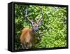 Glacier National Park, Montana. White-tailed deer-Yitzi Kessock-Framed Stretched Canvas