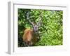 Glacier National Park, Montana. White-tailed deer-Yitzi Kessock-Framed Photographic Print