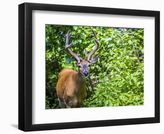 Glacier National Park, Montana. White-tailed deer-Yitzi Kessock-Framed Photographic Print