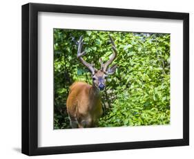 Glacier National Park, Montana. White-tailed deer-Yitzi Kessock-Framed Photographic Print