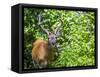 Glacier National Park, Montana. White-tailed deer-Yitzi Kessock-Framed Stretched Canvas