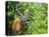 Glacier National Park, Montana. White-tailed deer-Yitzi Kessock-Stretched Canvas