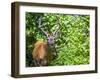 Glacier National Park, Montana. White-tailed deer-Yitzi Kessock-Framed Premium Photographic Print