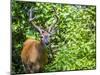 Glacier National Park, Montana. White-tailed deer-Yitzi Kessock-Mounted Premium Photographic Print