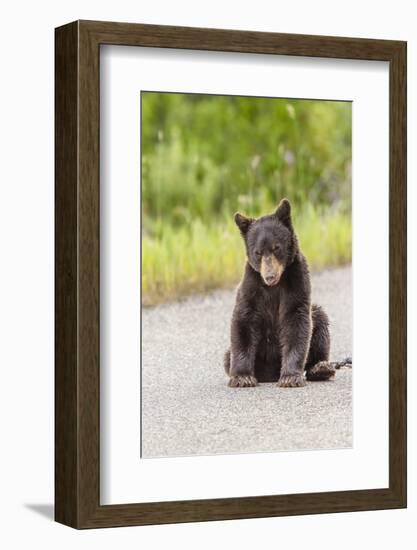 Glacier National Park, the Loser of Bear-Truck Collision on the Camas Road-Michael Qualls-Framed Photographic Print