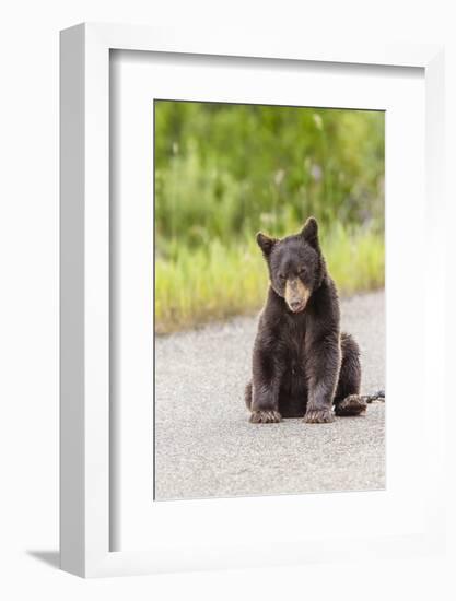 Glacier National Park, the Loser of Bear-Truck Collision on the Camas Road-Michael Qualls-Framed Photographic Print