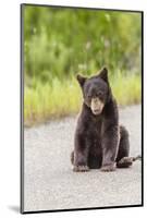 Glacier National Park, the Loser of Bear-Truck Collision on the Camas Road-Michael Qualls-Mounted Photographic Print