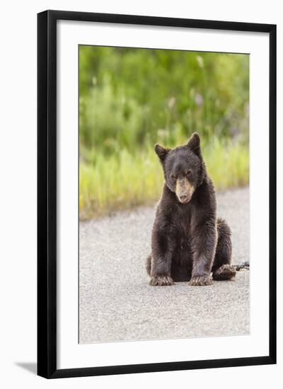 Glacier National Park, the Loser of Bear-Truck Collision on the Camas Road-Michael Qualls-Framed Photographic Print