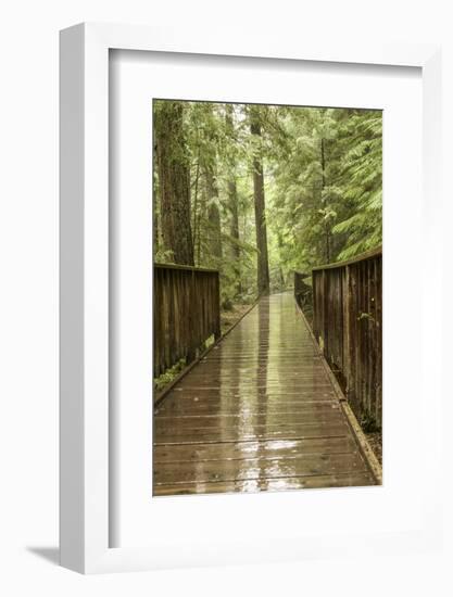 Glacier NP, Montana, USA. Trail of the Cedars bridge over Avalanche Creek.-Janet Horton-Framed Photographic Print