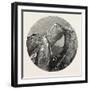 Glacier Structure on the Mer De Glace, Switzerland, 19th Century-null-Framed Giclee Print