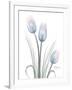 Glacier Tulip Trio 1-Albert Koetsier-Framed Art Print