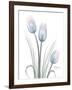 Glacier Tulip Trio 1-Albert Koetsier-Framed Art Print