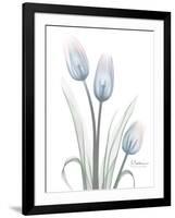 Glacier Tulip Trio 1-Albert Koetsier-Framed Art Print