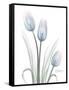 Glacier Tulip Trio 1-Albert Koetsier-Framed Stretched Canvas