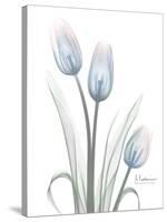 Glacier Tulip Trio 1-Albert Koetsier-Stretched Canvas