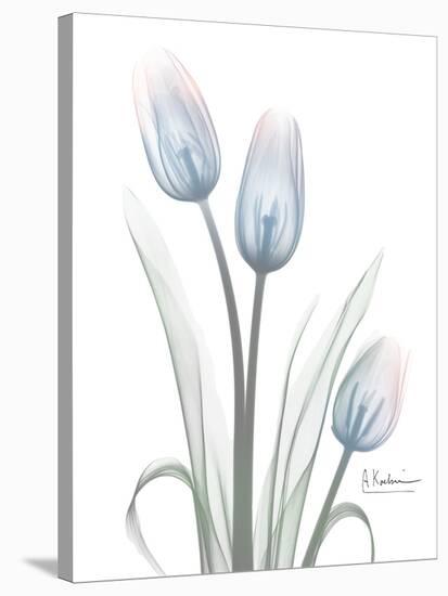 Glacier Tulip Trio 1-Albert Koetsier-Stretched Canvas