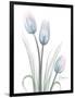 Glacier Tulip Trio 1-Albert Koetsier-Framed Art Print