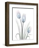 Glacier Tulip Trio 1-Albert Koetsier-Framed Art Print