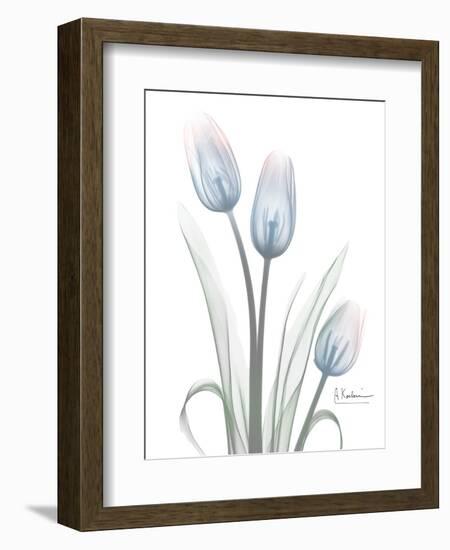 Glacier Tulip Trio 1-Albert Koetsier-Framed Art Print