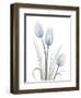 Glacier Tulip Trio 1-Albert Koetsier-Framed Art Print