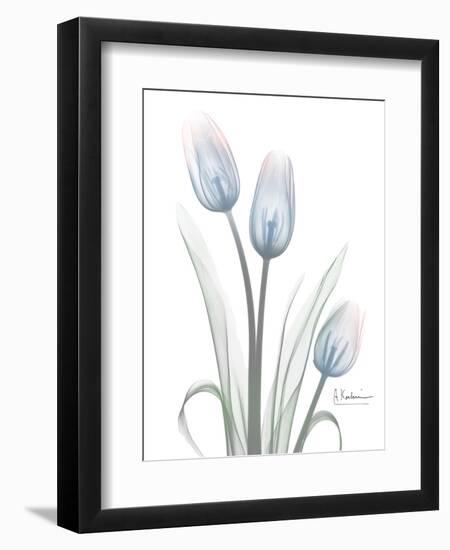 Glacier Tulip Trio 1-Albert Koetsier-Framed Art Print