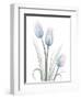 Glacier Tulip Trio 1-Albert Koetsier-Framed Art Print