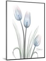 Glacier Tulip Trio 1-Albert Koetsier-Mounted Art Print