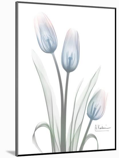 Glacier Tulip Trio 1-Albert Koetsier-Mounted Art Print