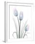 Glacier Tulip Trio 1-Albert Koetsier-Framed Art Print